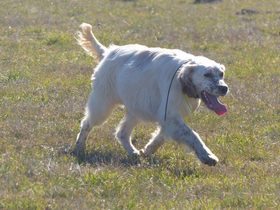 Oggy dit odin de l oyat des dunes