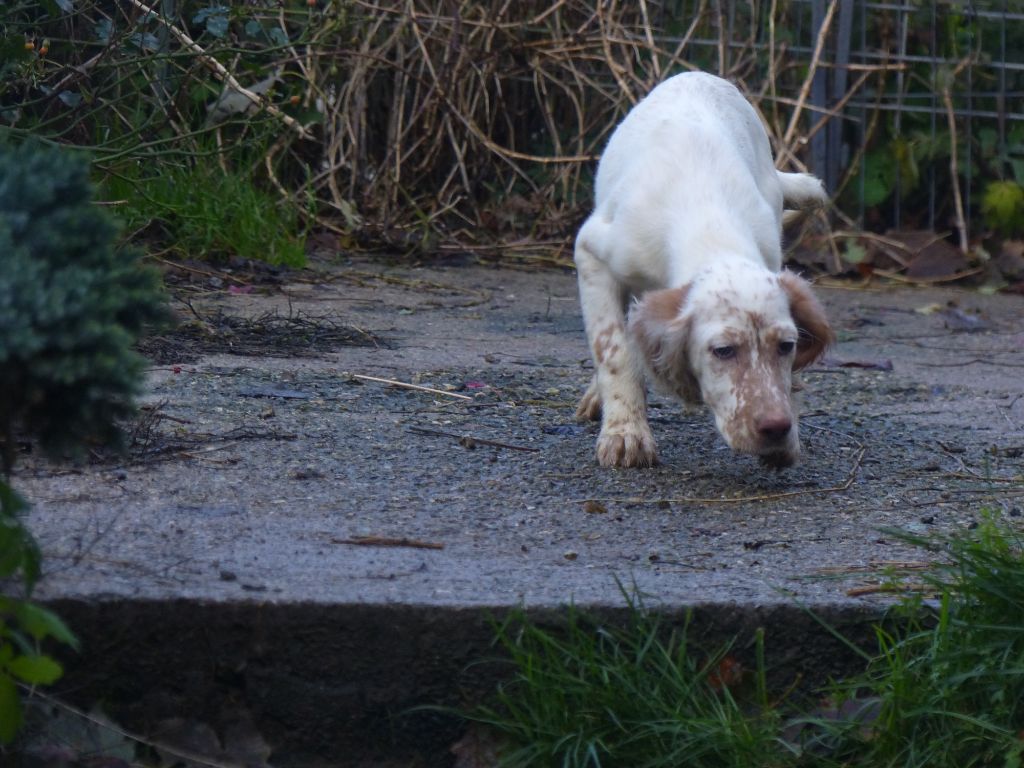 Des Monts D'occitanie - Chiot disponible  - Setter Anglais