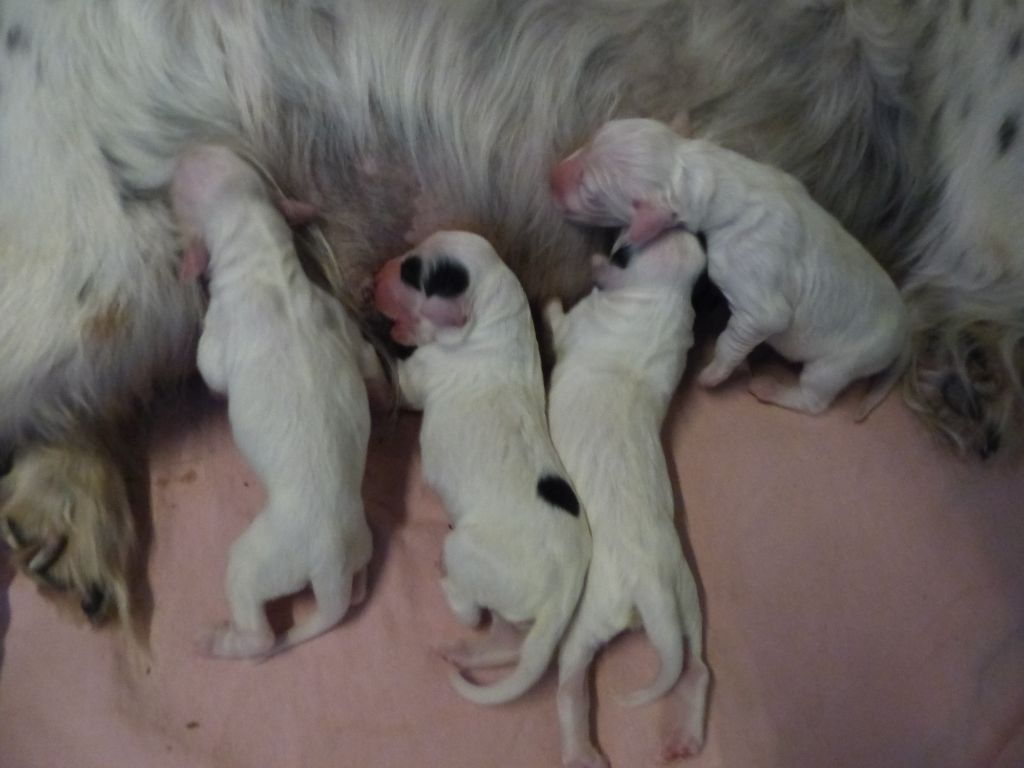 chiot Setter Anglais Des Monts D'occitanie