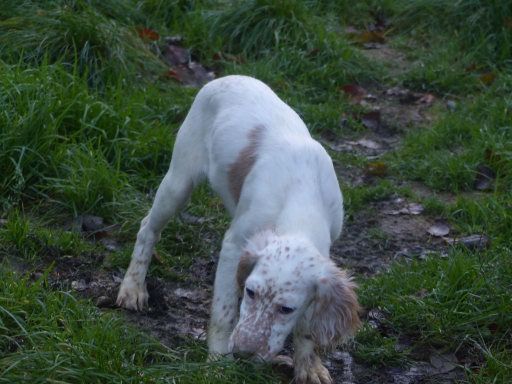 Des Monts D'occitanie - Chiot disponible  - Setter Anglais