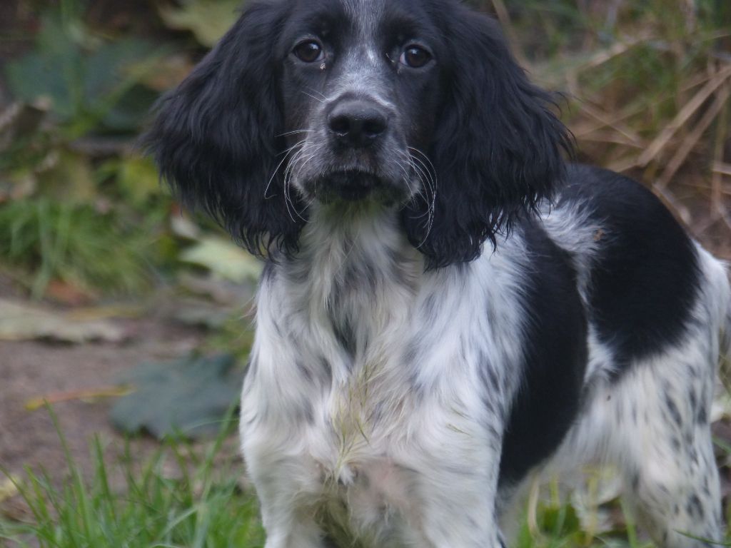 Des Monts D'occitanie - Chiot disponible  - Setter Anglais