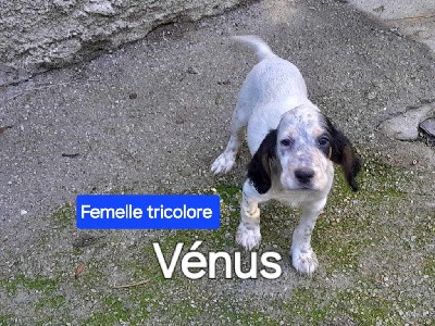 Vénus