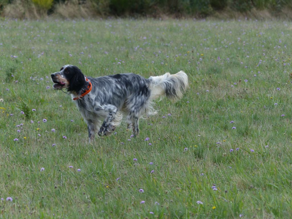 Des Monts D'occitanie - Chiots disponibles - Setter Anglais
