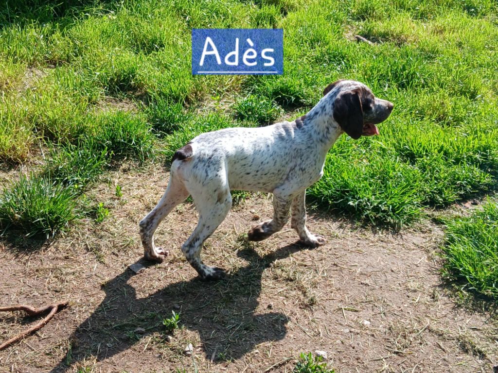 Des Monts D'occitanie - Chiots disponibles - Braque du Bourbonnais