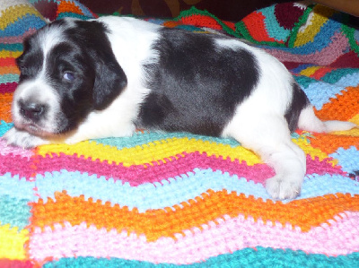 CHIOT