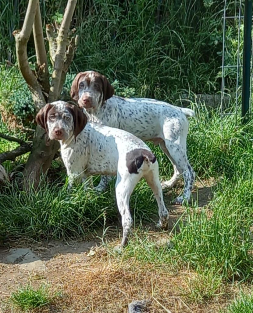 Chiot Braque du Bourbonnais Des Monts D'occitanie
