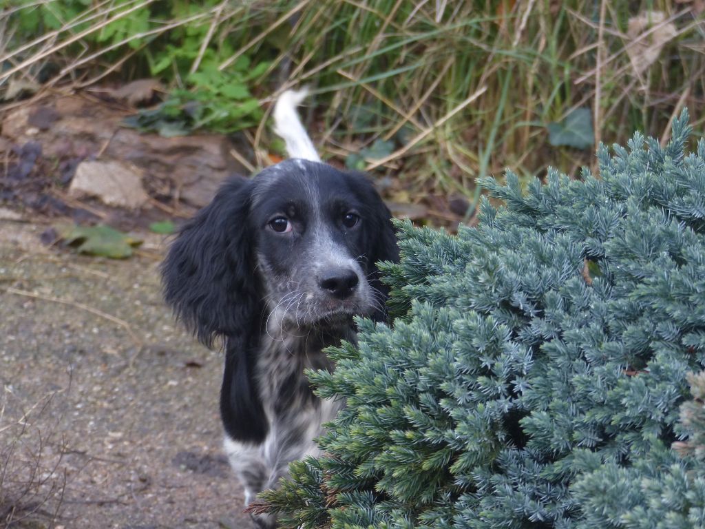 Des Monts D'occitanie - Chiots disponibles - Setter Anglais