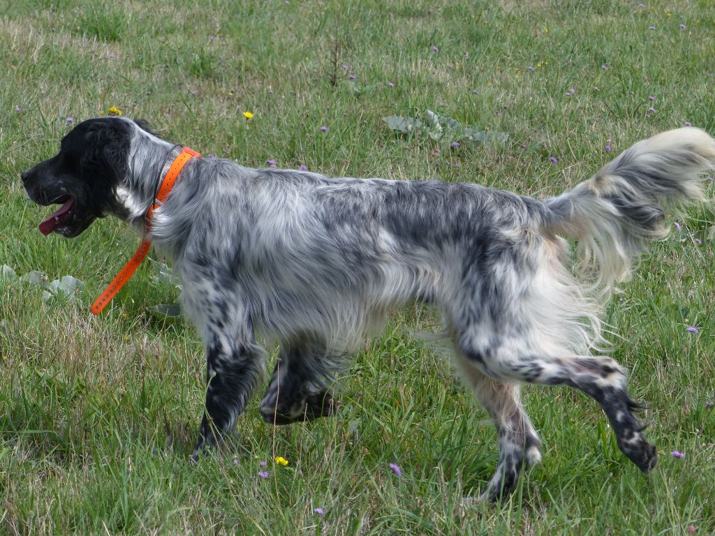 Des Monts D'occitanie - Chiots disponibles - Setter Anglais