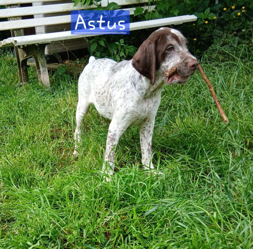 Des Monts D'occitanie - Chiots disponibles - Braque du Bourbonnais