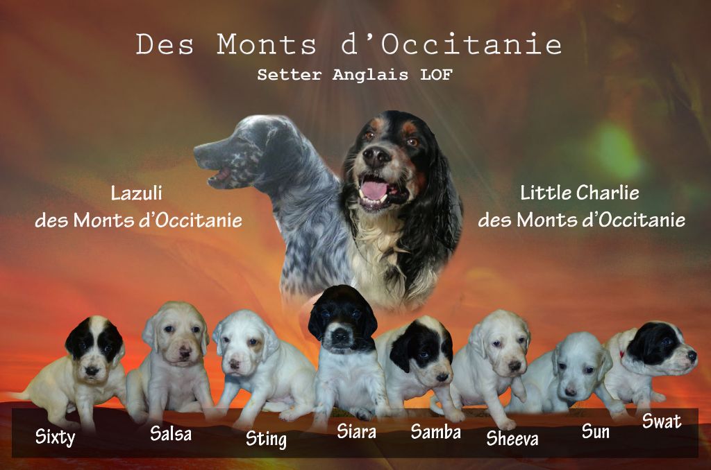Des Monts D'occitanie - Setter Anglais - Portée née le 17/05/2021